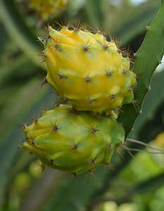 Palora Dragonfruit