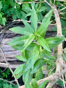 Produce: Lemon Verbena