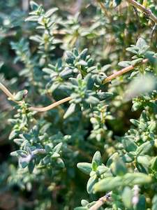 Thyme