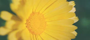 Botanicals: Calendula Dried Flower