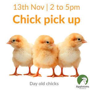 Brown Shavers: November 2024 Chicks | Day Old Brown Shaver Chick & Crumble Combo | Pick Up Only
