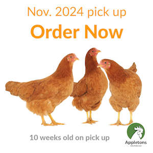Brown Shavers: November 2024 Pullets | Brown Shavers | 10 Weeks of Age | Pick Up Only
