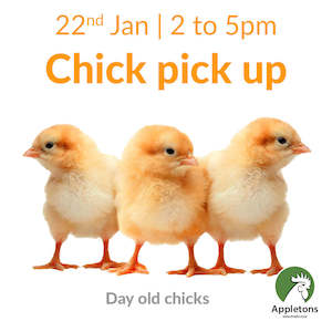 Chickens For Sale Brown Shavers: January 2025 Chicks | Day Old Brown Shaver Chick & Crumble Combo | Pick Up Only