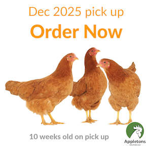 Chickens For Sale Brown Shavers: December 2025 Pullets | Brown Shavers | 10 Weeks of Age | Pick Up Only