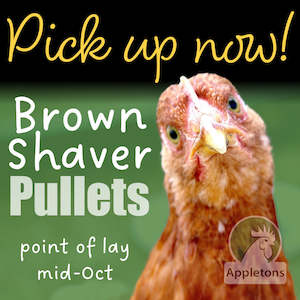 September 2025 Pullets | Brown Shavers | 17 Weeks of Age | Pick Up Only