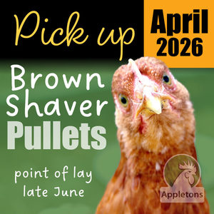 Pre-Order for April 2026 |Brown Shaver Pullets 10 Weeks of Age | Laying Hens | Pick Up Only