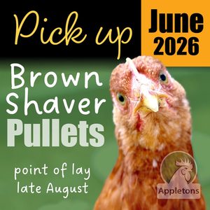 Pre-Order for June 2026 | Brown Shaver Pullets 10 Weeks of Age | Laying Hens | Pickup Only