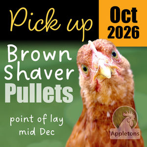 Chickens For Sale Brown Shavers: Pre-Order for October 2026 | Brown Shaver Pullets 10 Weeks of Age | Laying Hens | Pickup Only