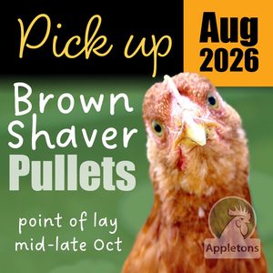 Chickens For Sale Brown Shavers: All pre-sold for August 2026 | Brown Shaver Pullets 10 Weeks of Age | Laying Hens | Pickup Only