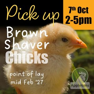 Pre-Order for October Day-Old Brown Shaver Chicks | Chick & Crumble Combo | Pick up Only