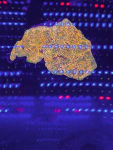 Reefer Lps Sps Stock: lps