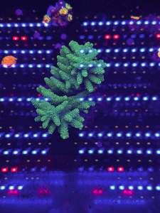 Reefer Lps Sps Stock: SPS