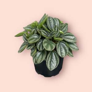 Plants: Peperomia Royal Princess 12cm
