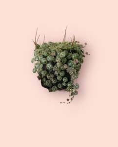 Plants: Peperomia String of Turtles 12cm