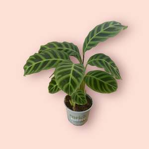 Plants: Calathea Zebrina 12cm