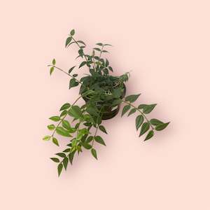 Plants: Hoya Belle 13cm