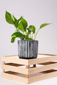 Plants Pots: Strippy Pot