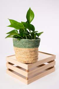 Plants Pots: Nature's Nest Basket 12cm
