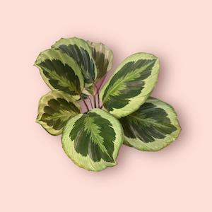 Calathea: Calathea Shinestar 14cm