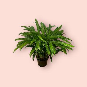 Calathea: Calathea Bluegrass 14cm