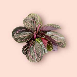 Calathea: Calathea Dottie 14cm