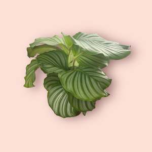 Calathea: Calathea Orbifolia 14cm