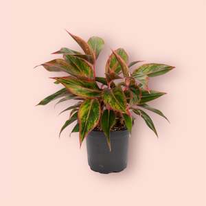 All Plants: Aglaonema Siam Aurora 12cm