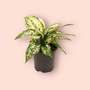 All Plants: Aglaonema Thai Snowflakes 12cm