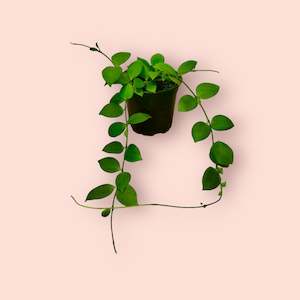 Hoyas: Hoya Bilobata 12cm