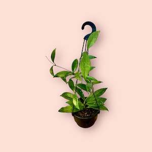 Hoyas: Hoya Red Buttons 13cm