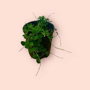 Hoyas: Hoya Serpens 13cm