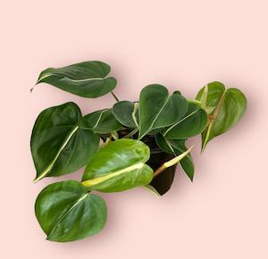 Philodendron: Philodendron Cream Splash 14cm