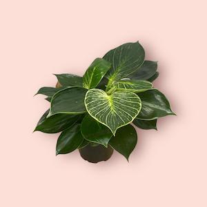Philodendron Selloum - Birkin 12cm