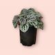 Peperomia Burbella 12cm