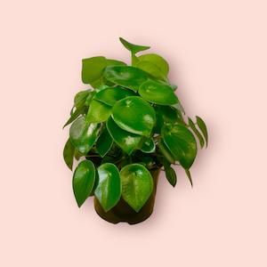 Peperomia: Peperomia Polybotrya 12cm
