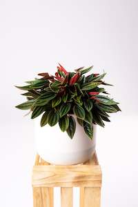 Peperomia: Peperomia Rosso - Peperomia Caperata 12cm