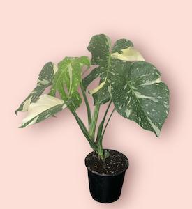 Monstera: Monstera Thai Constellation 17cm