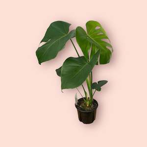 Monstera: Monstera Deliciosa 12cm