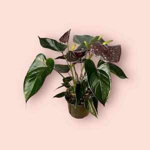 Anthurium: Anthurium Black Paris 14cm