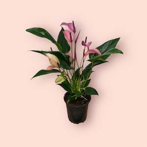 Anthurium: Anthurium Zizou 12cm