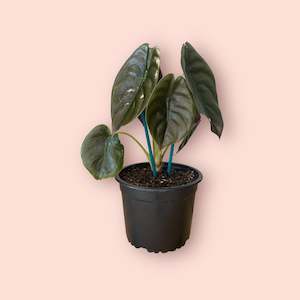 Alocasia: Alocasia Cuprea 14cm