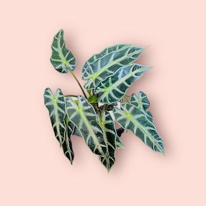 Alocasia: Alocasia Bambino 12cm
