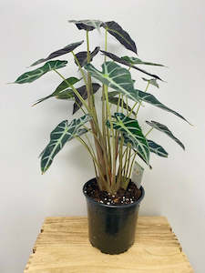 Alocasia: Alocasia Bambino 17cm