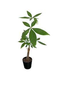 All Plants: Pachira in Ceramic pot 9cm