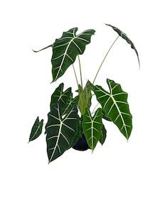 All Plants: Large Alocasia Frydek 17cm
