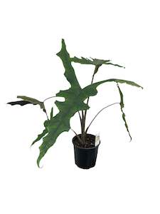 All Plants: Large Alocasia Sabrina 17cm