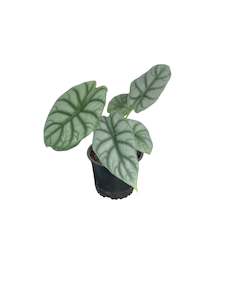 All Plants: Alocasia Silver Dragon 12cm