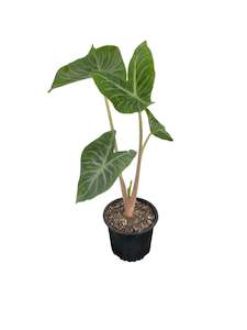 All Plants: Alocasia Ivory Coast 12cm