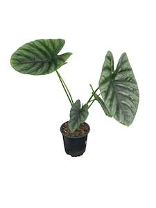 All Plants: Alocasia Sinuata 12cm