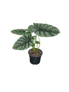 Alocasia Dragon Scale 12cm